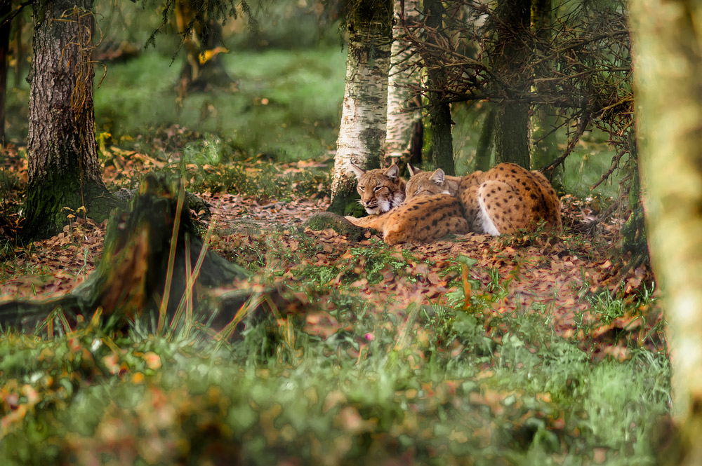 Ilves